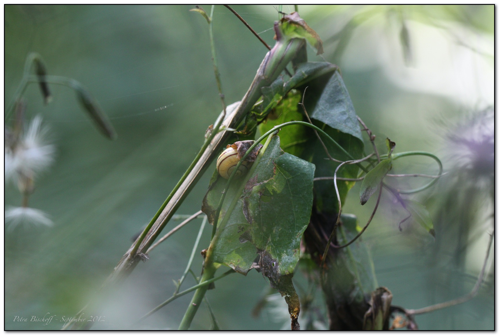 &copy; Petra Bischoff