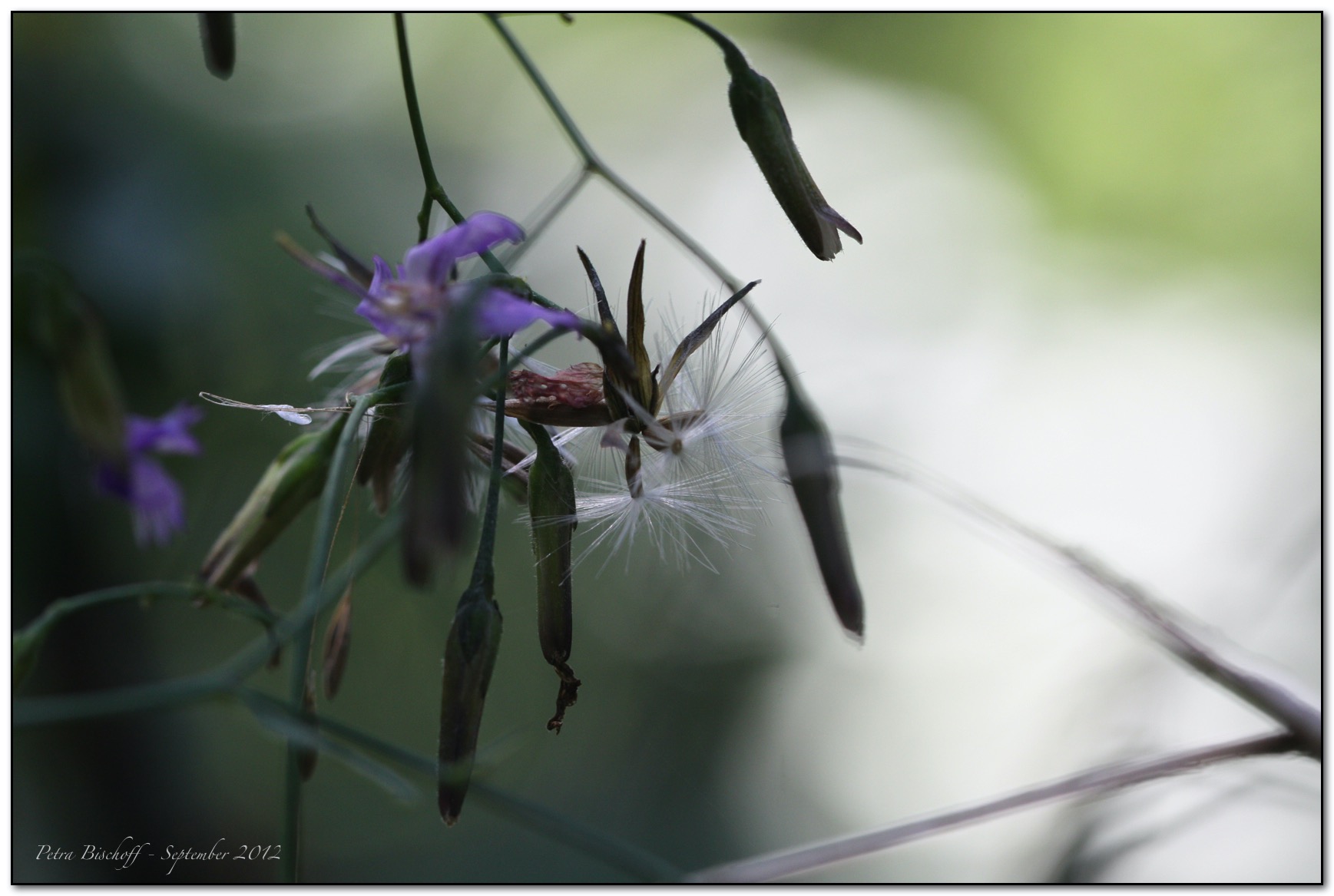 &copy; Petra Bischoff