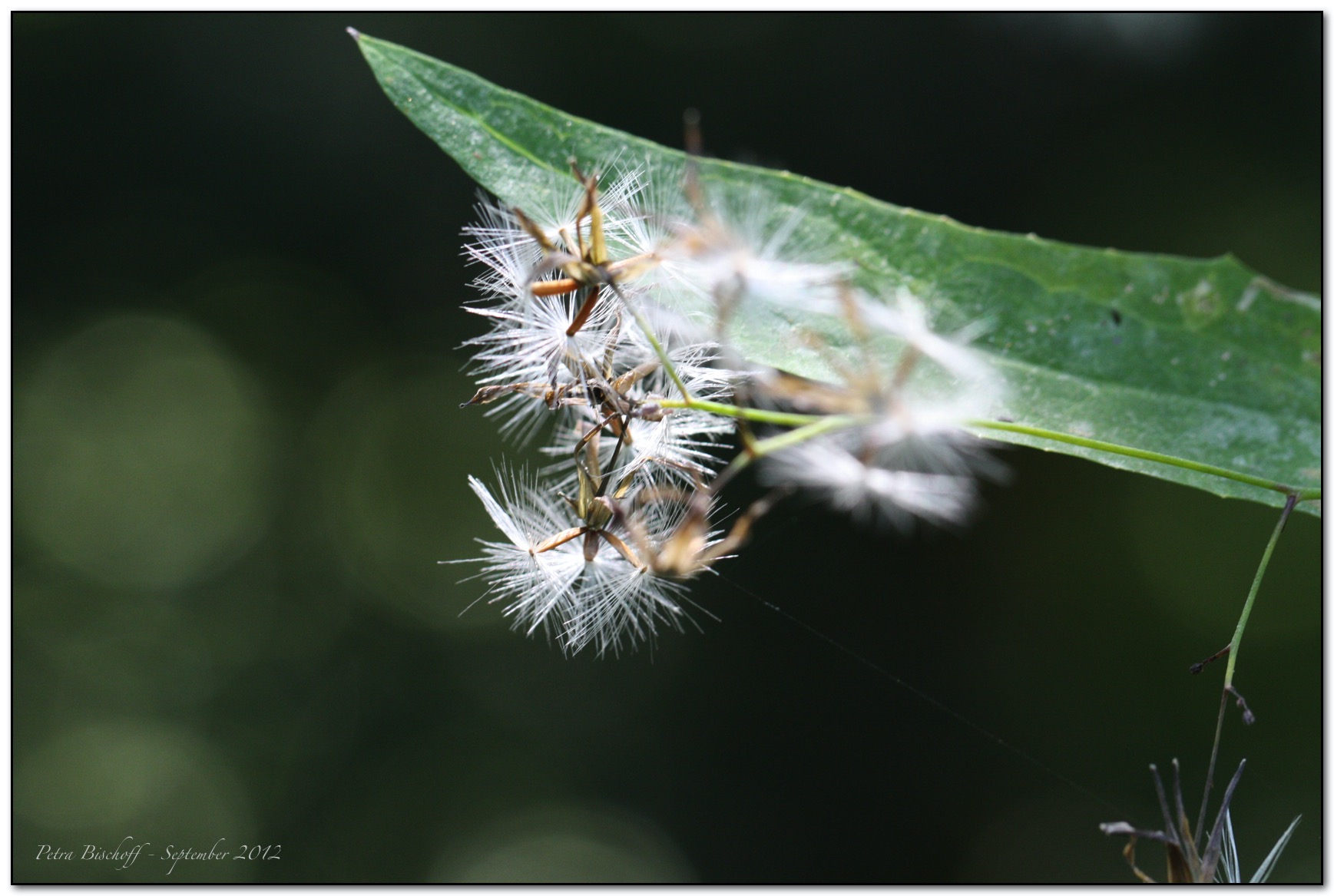 &copy; Petra Bischoff