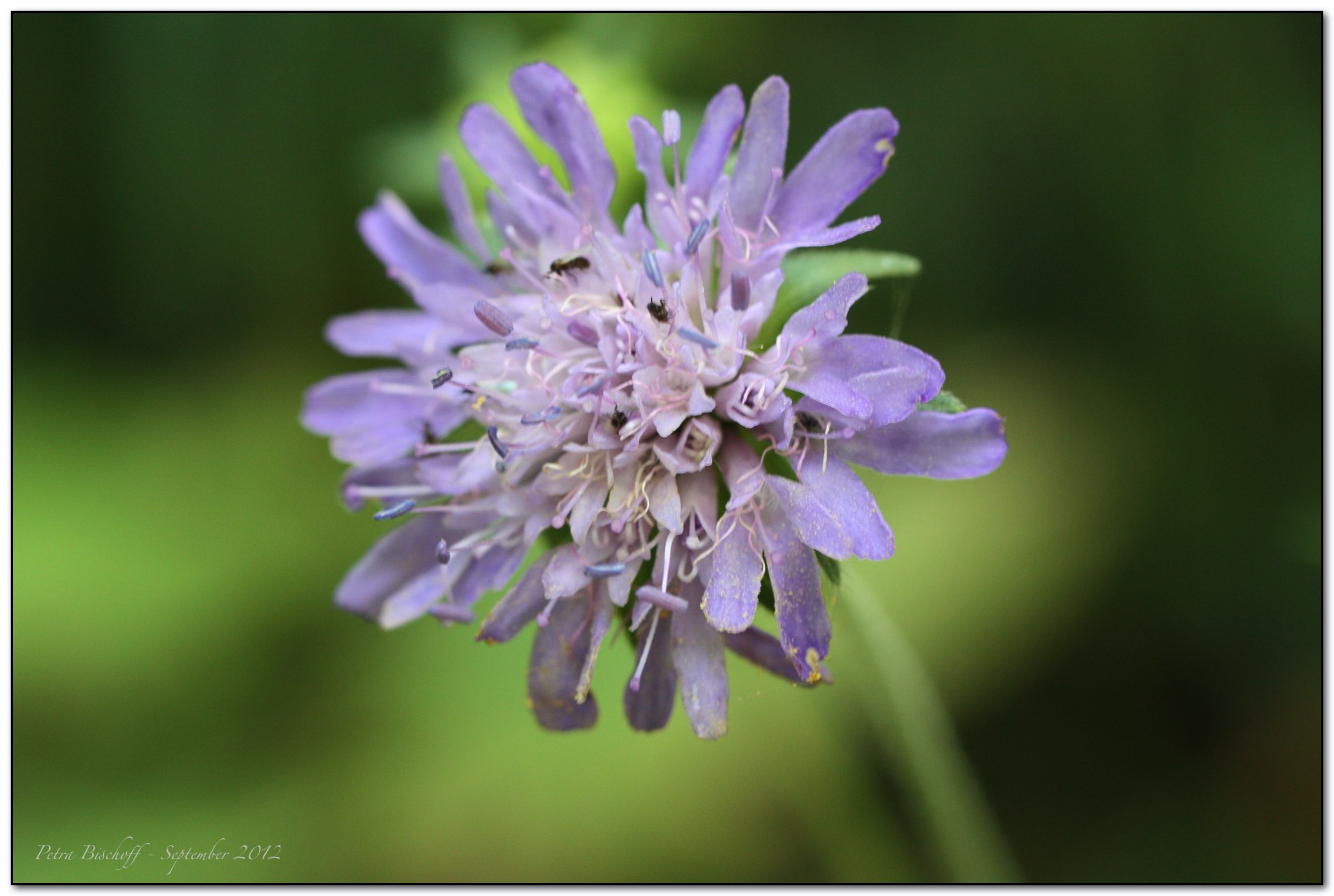 &copy; Petra Bischoff