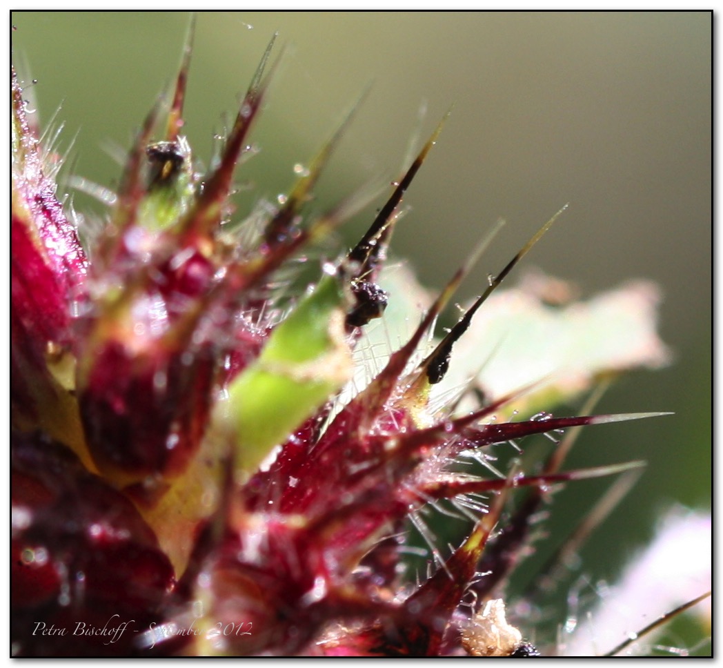 &copy; Petra Bischoff