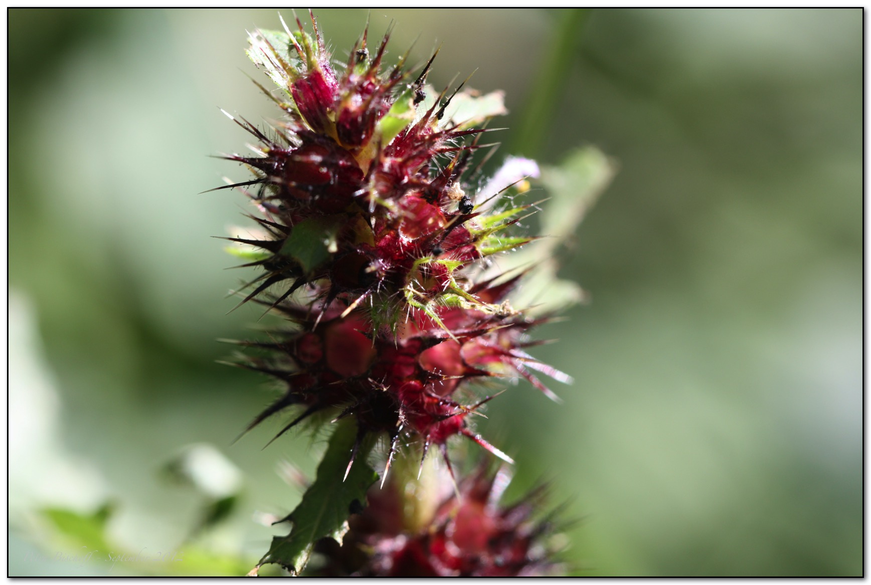 &copy; Petra Bischoff