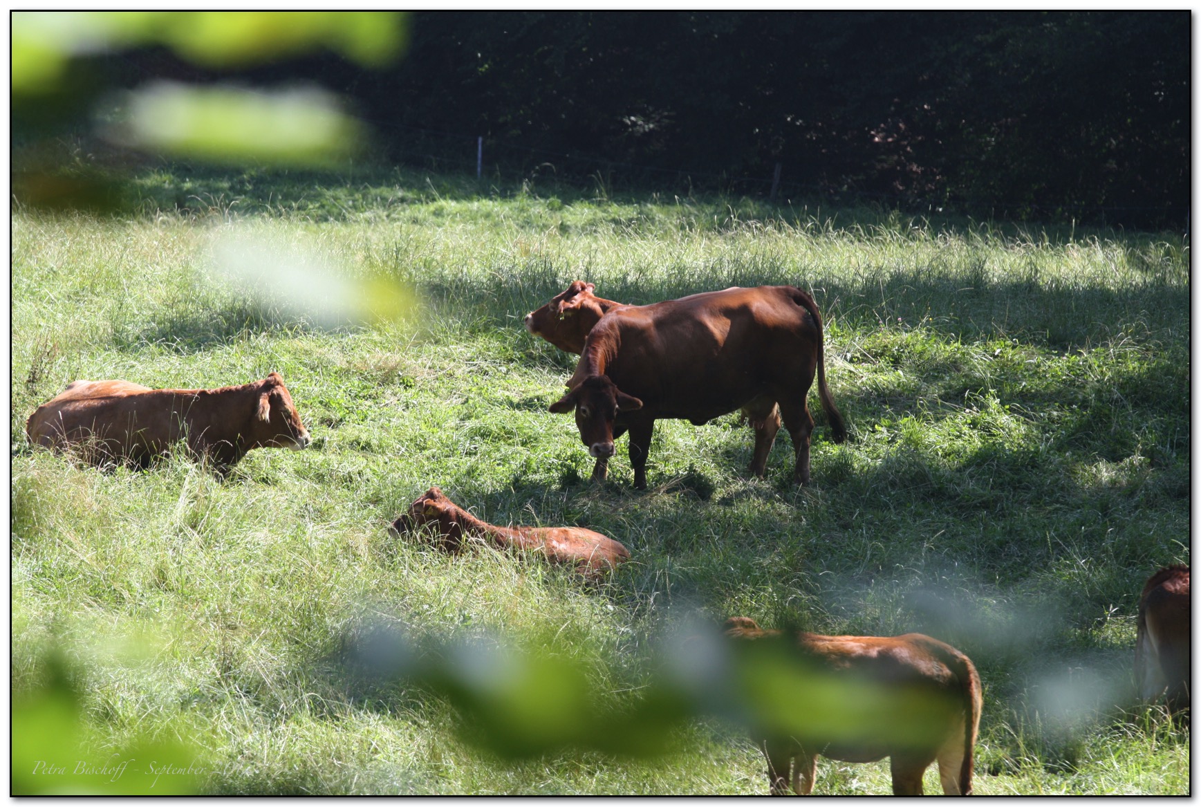 &copy; Petra Bischoff