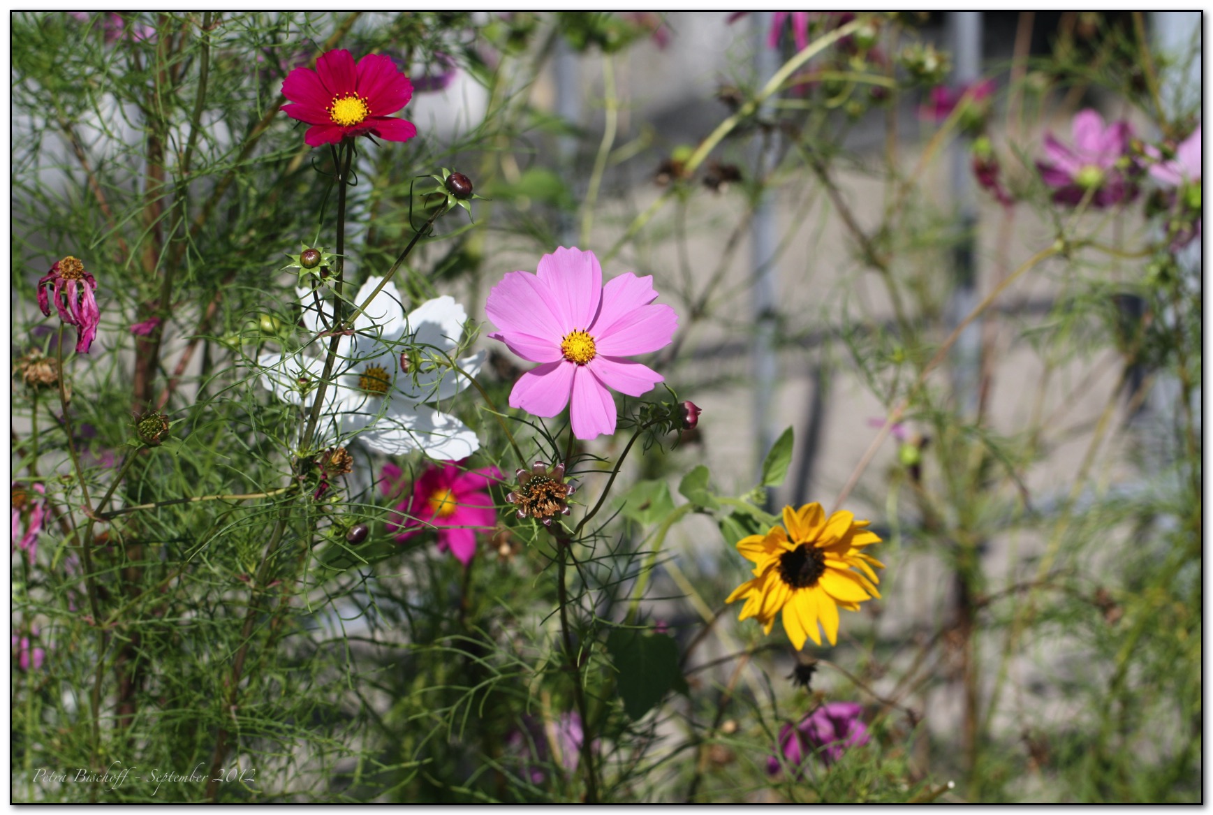 &copy; Petra Bischoff