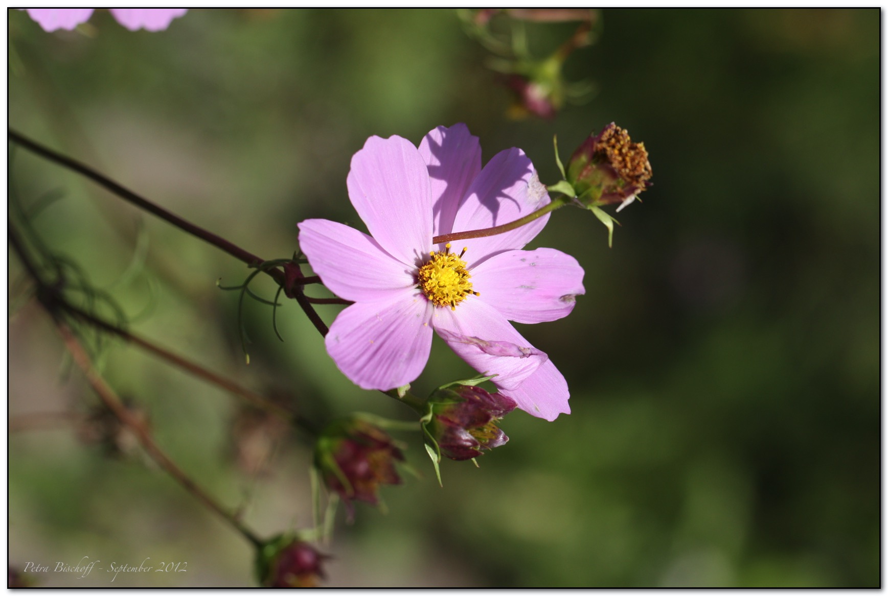 &copy; Petra Bischoff