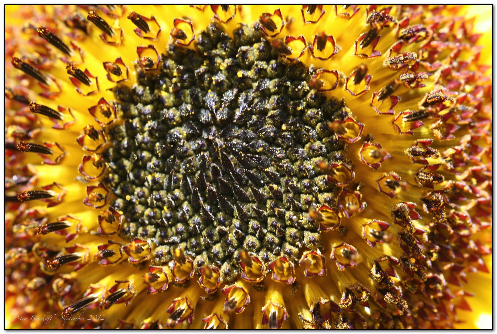 &copy; Petra Bischoff