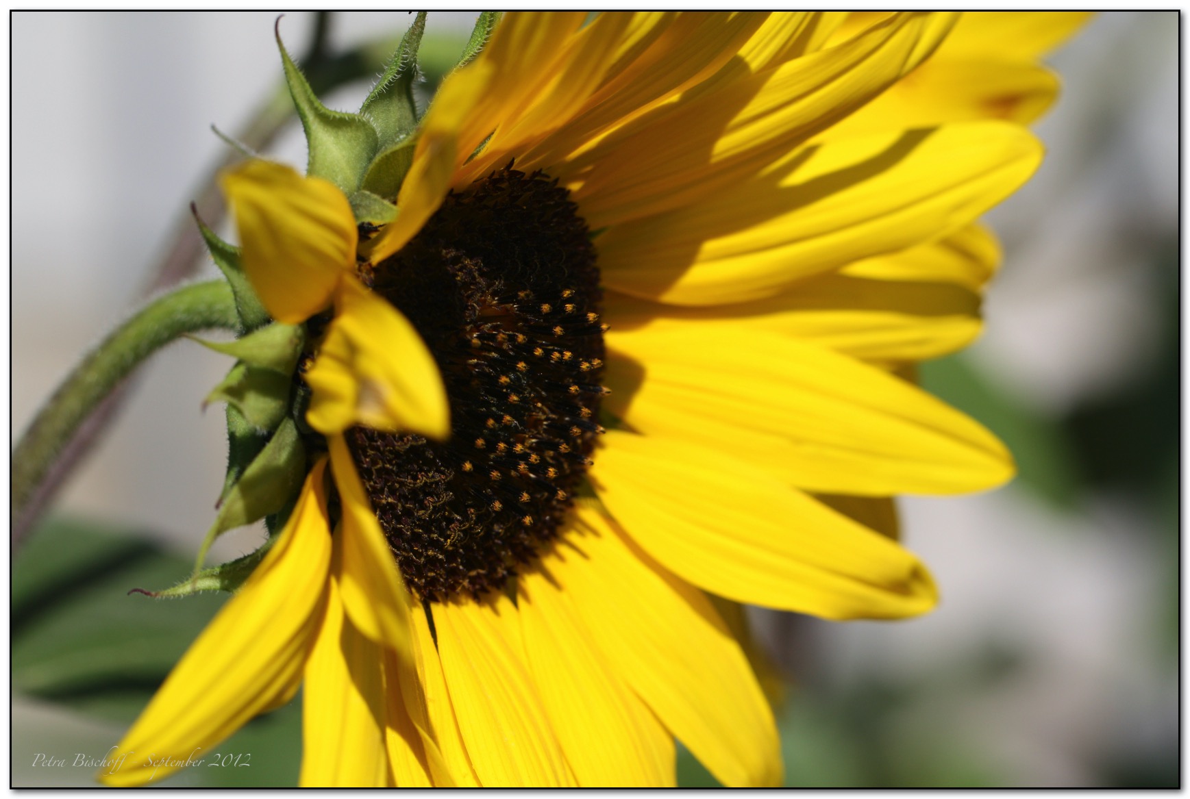 &copy; Petra Bischoff