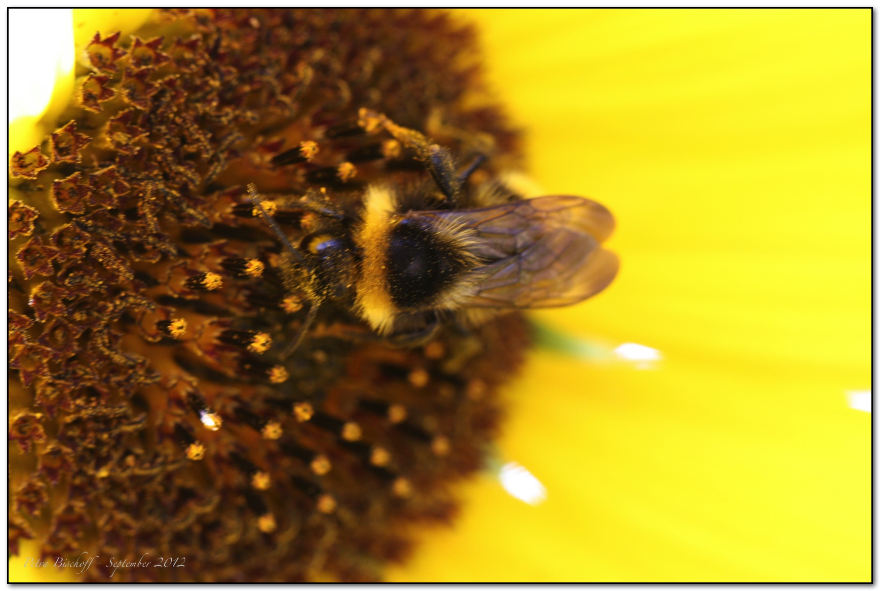 &copy; Petra Bischoff