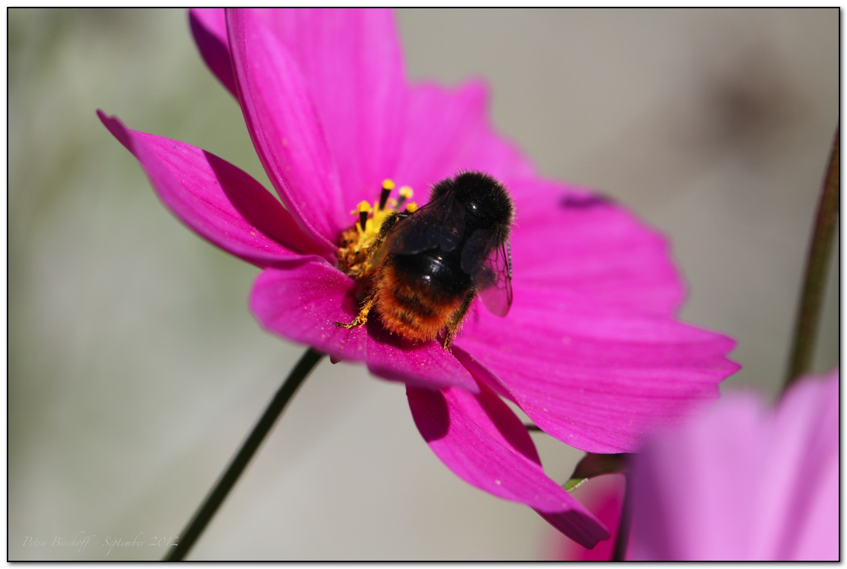 &copy; Petra Bischoff