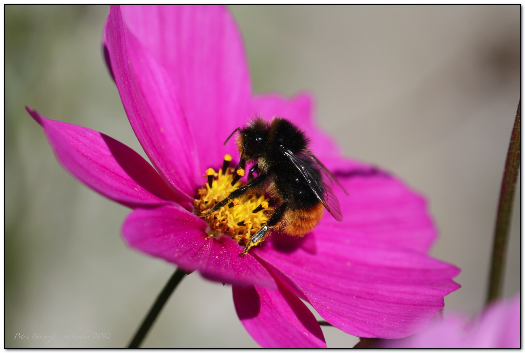 &copy; Petra Bischoff