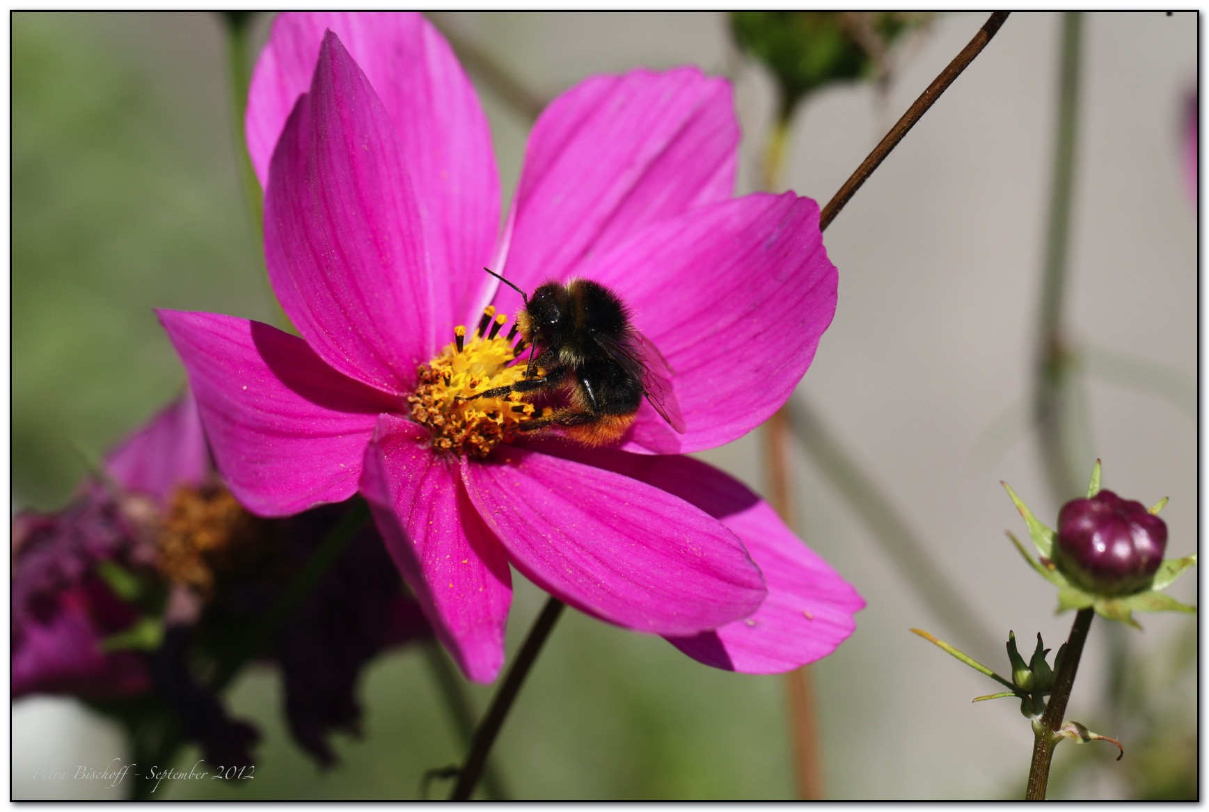 &copy; Petra Bischoff