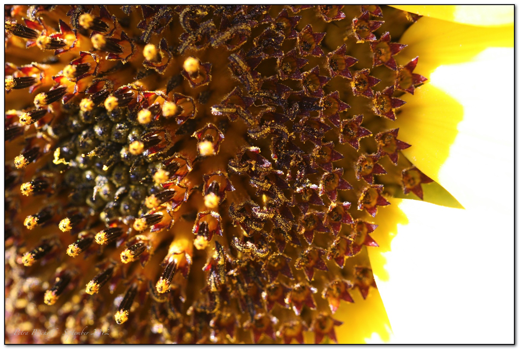 &copy; Petra Bischoff