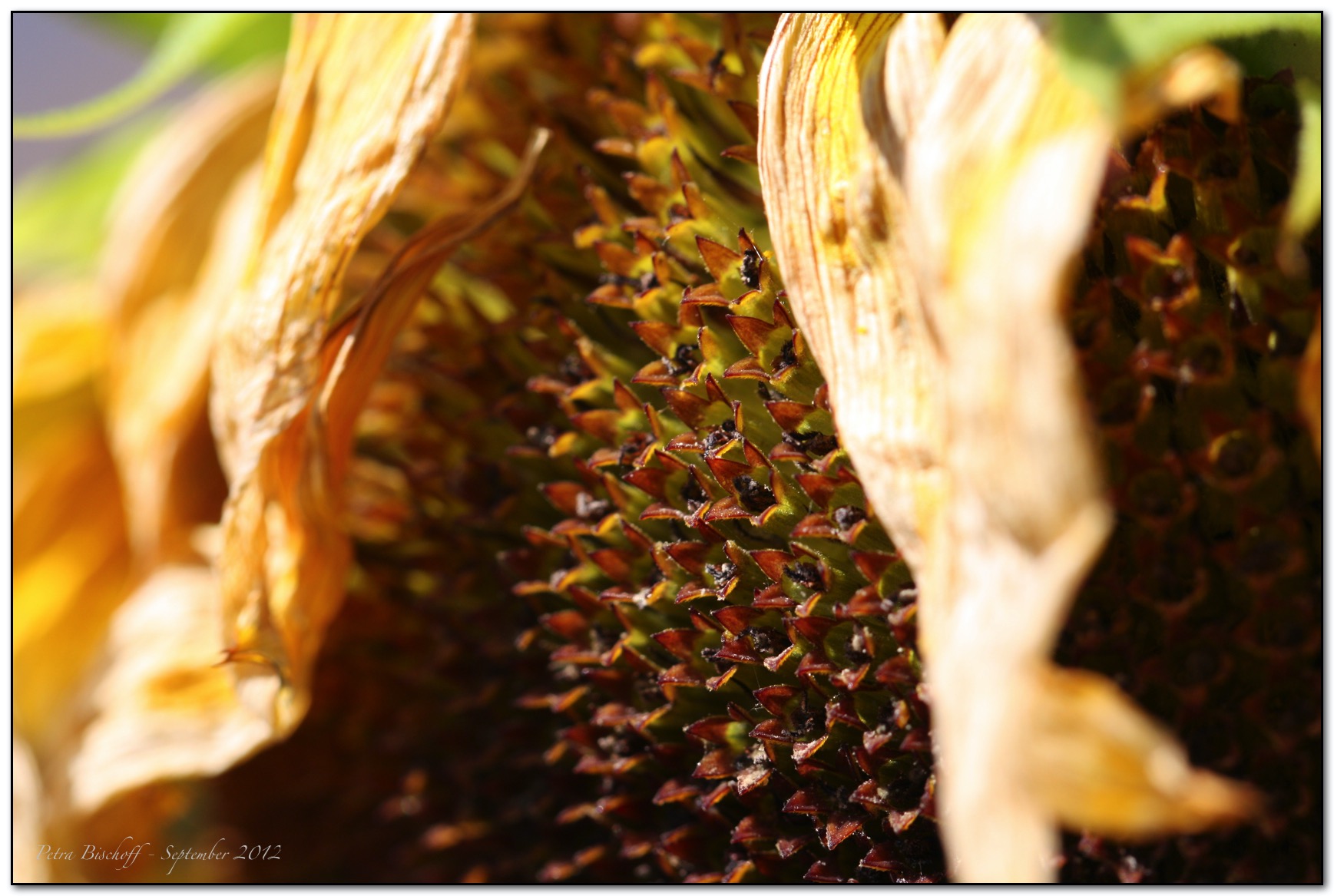 &copy; Petra Bischoff