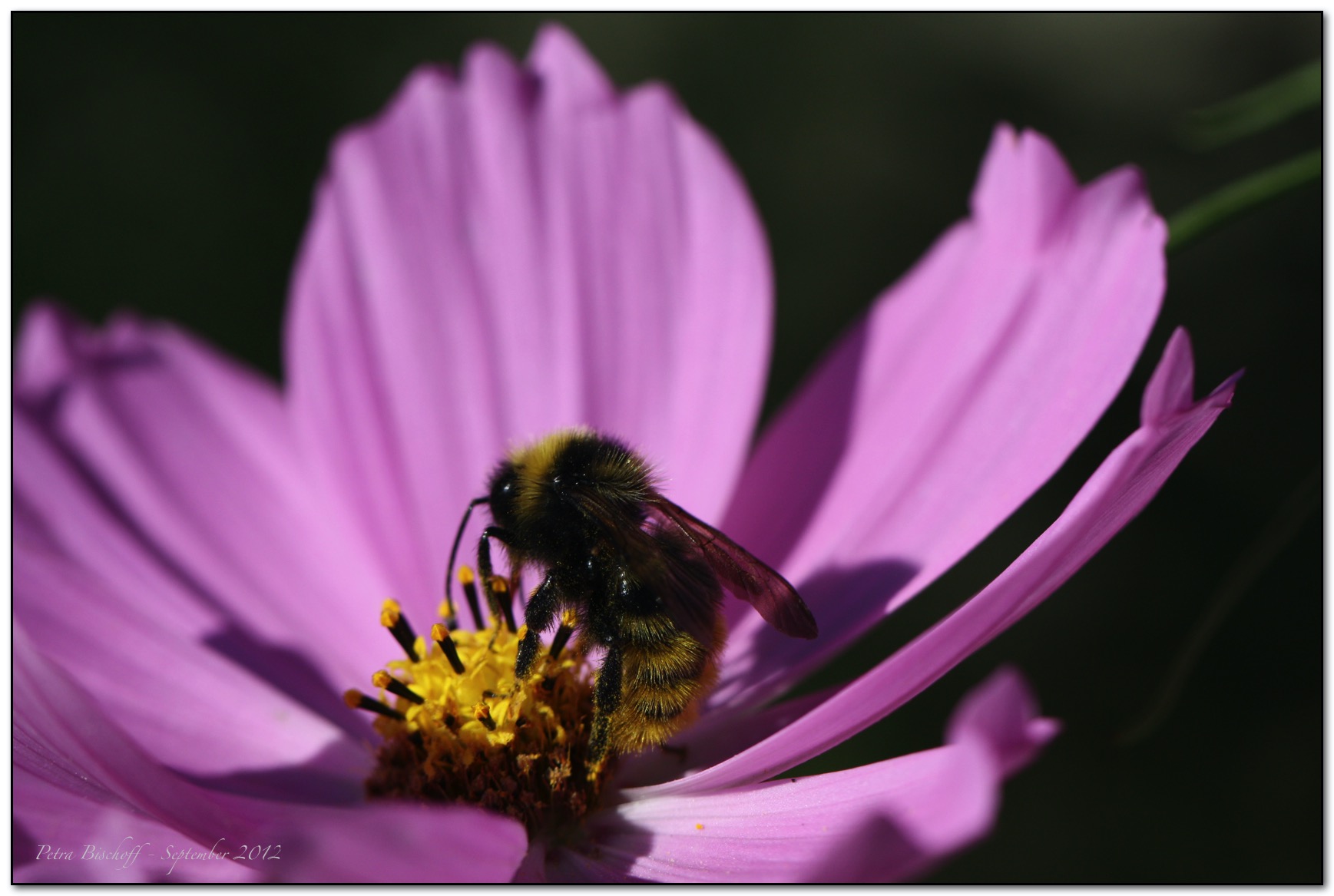 &copy; Petra Bischoff