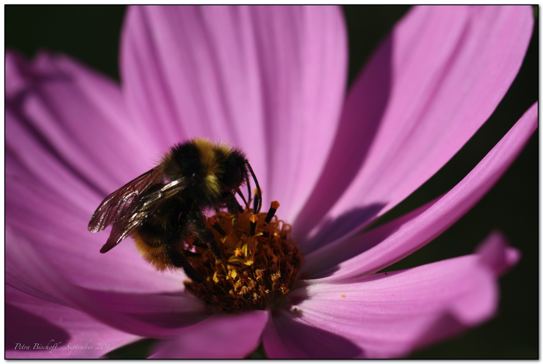 &copy; Petra Bischoff