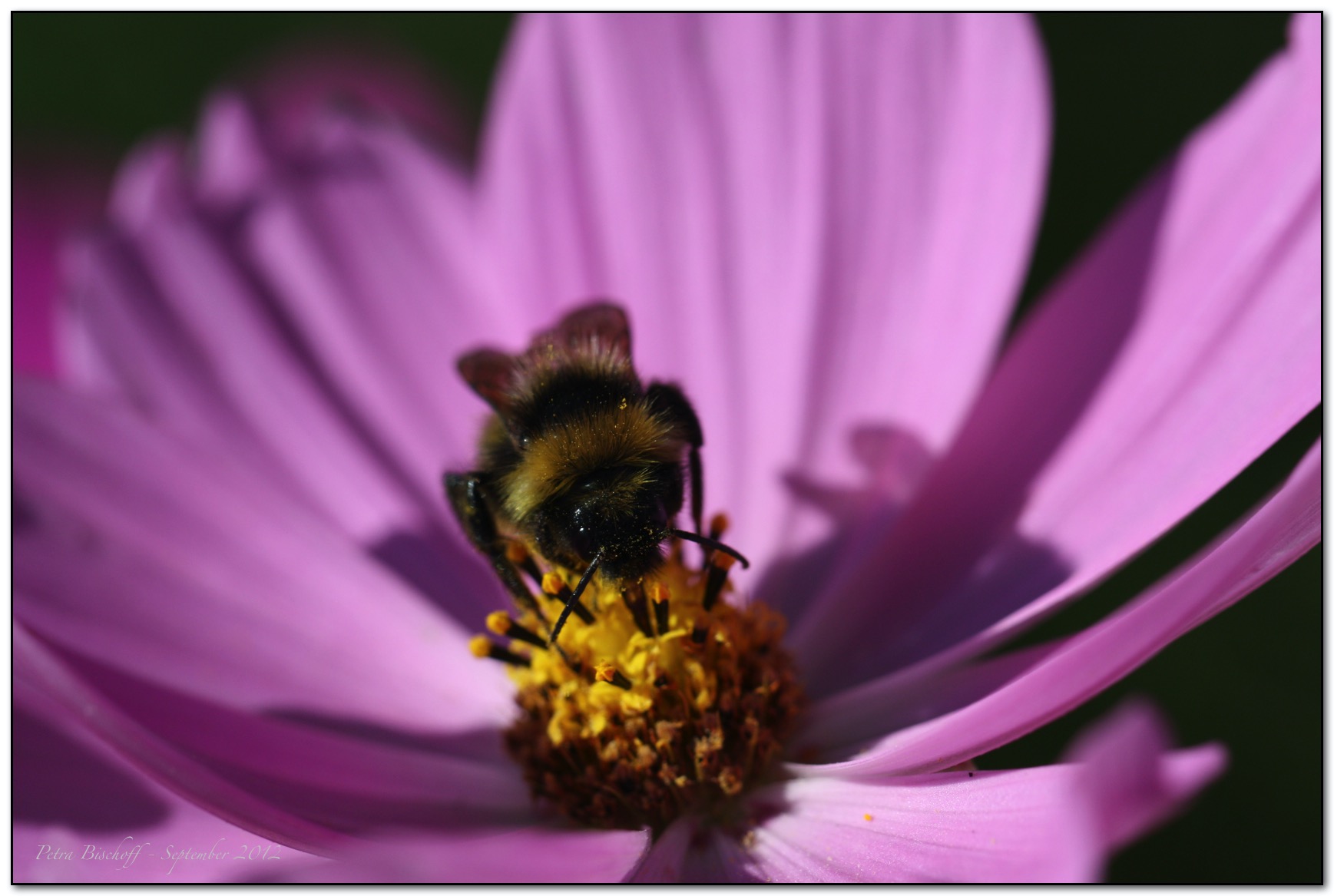 &copy; Petra Bischoff