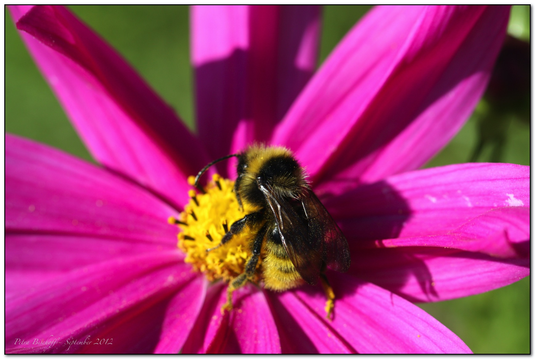 &copy; Petra Bischoff