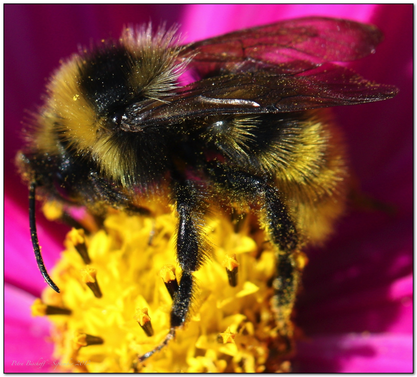 &copy; Petra Bischoff