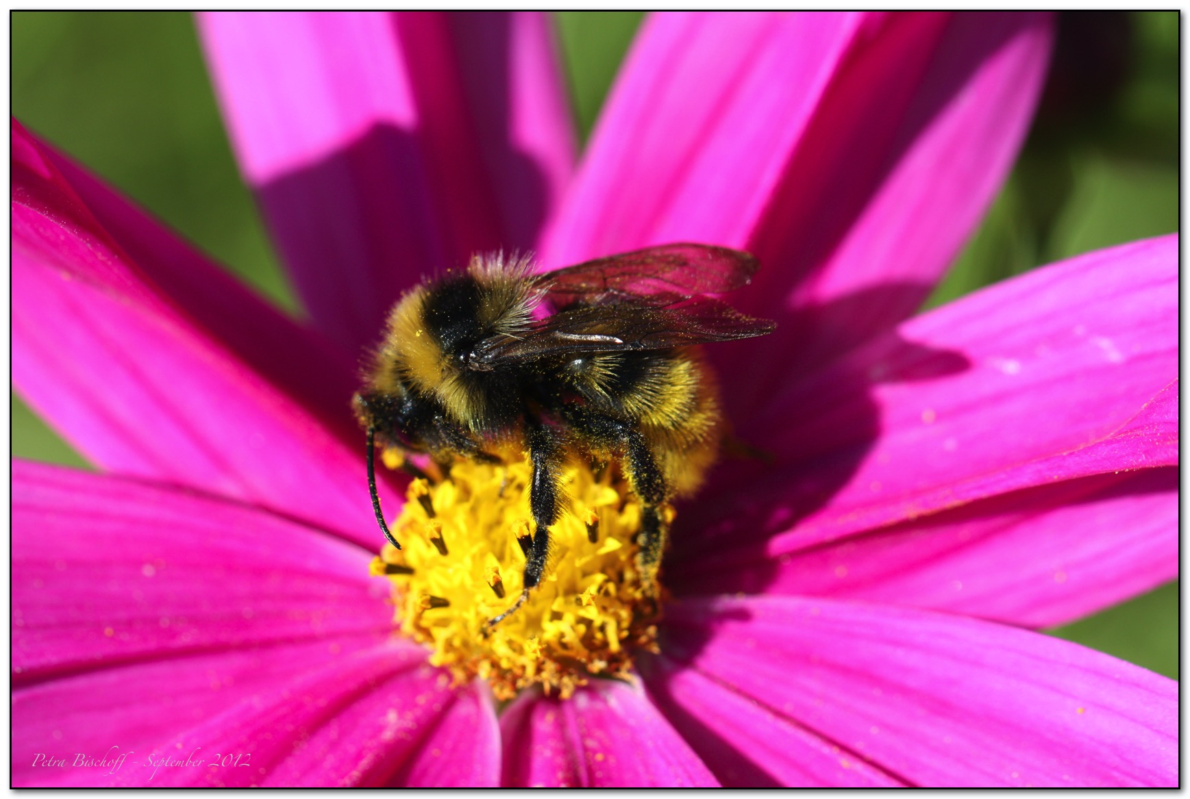 &copy; Petra Bischoff