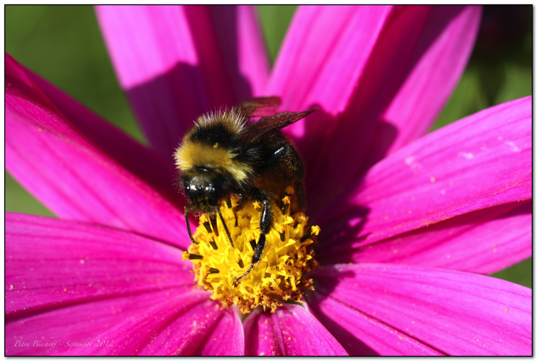 &copy; Petra Bischoff