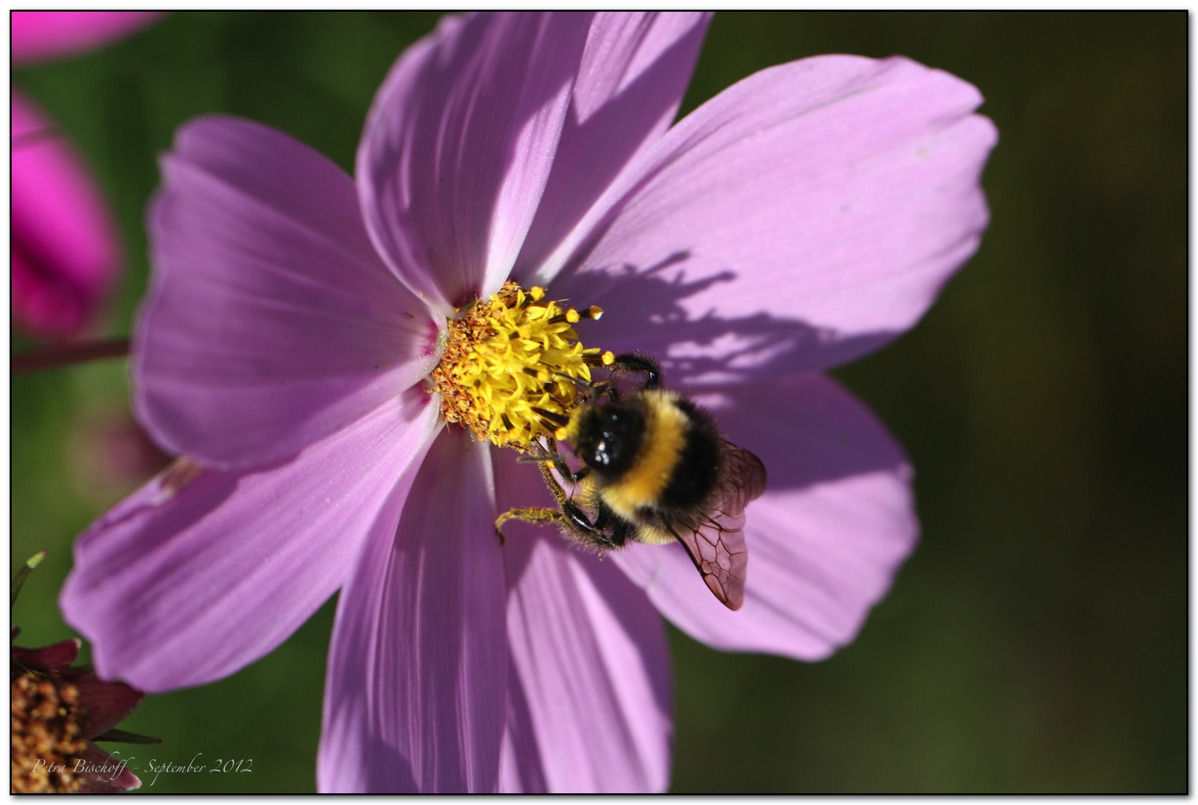 &copy; Petra Bischoff