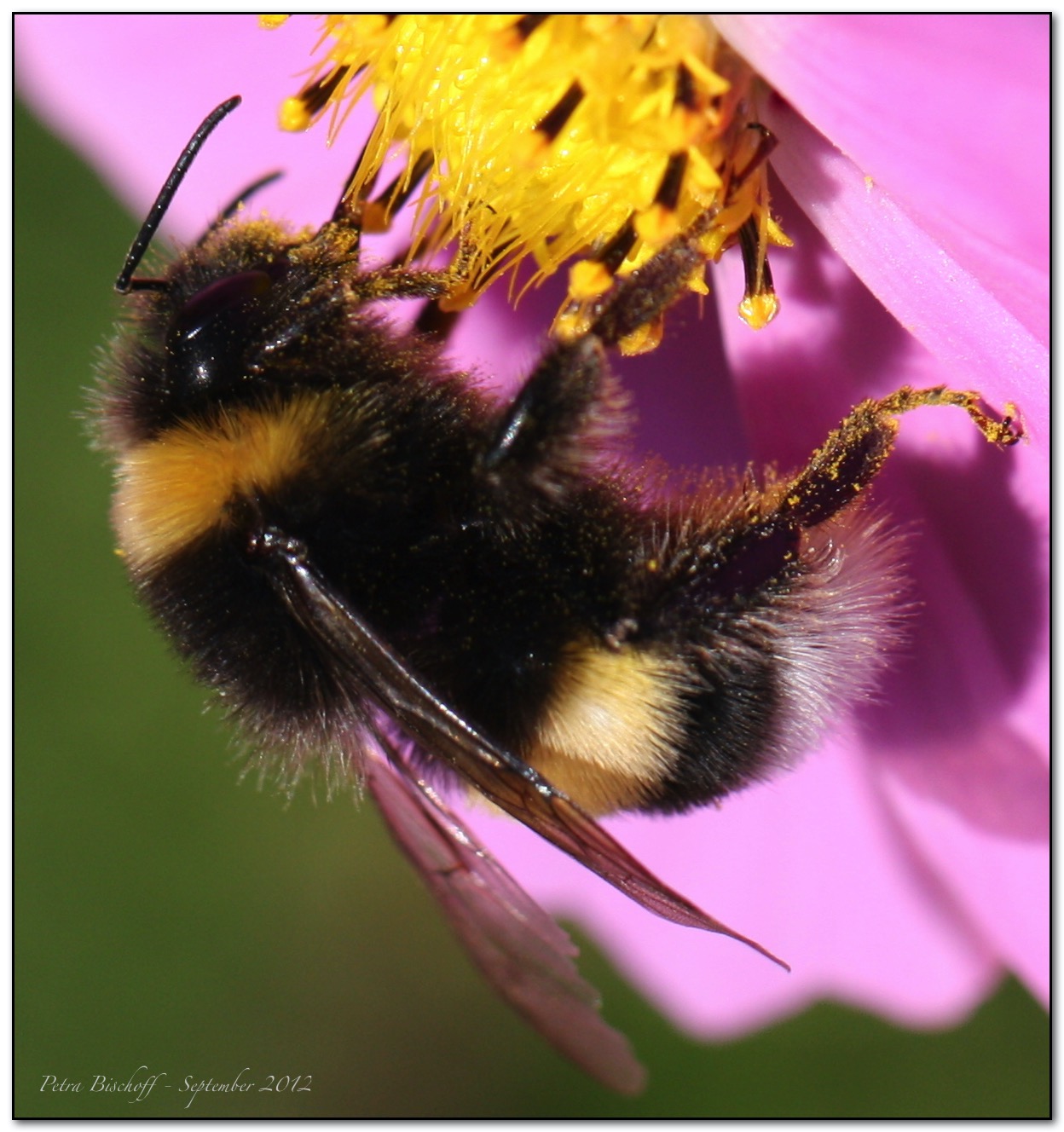 &copy; Petra Bischoff