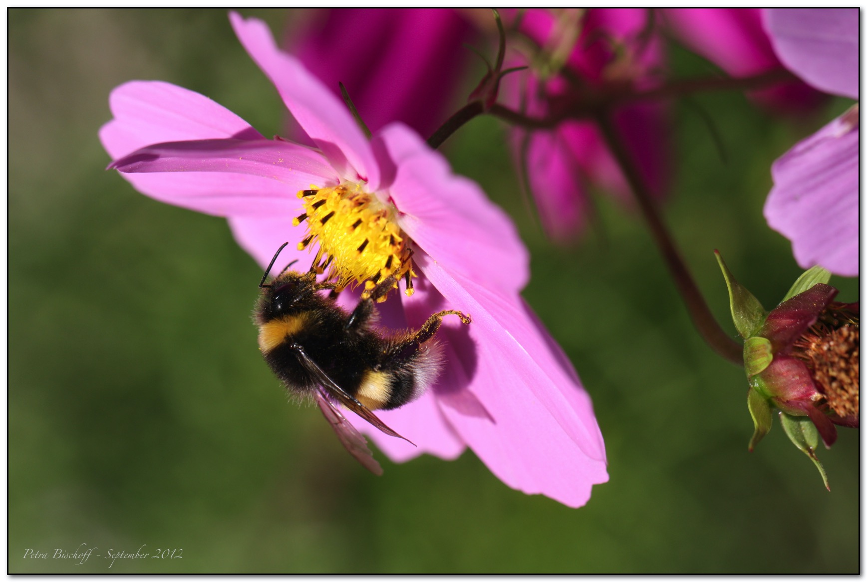 &copy; Petra Bischoff