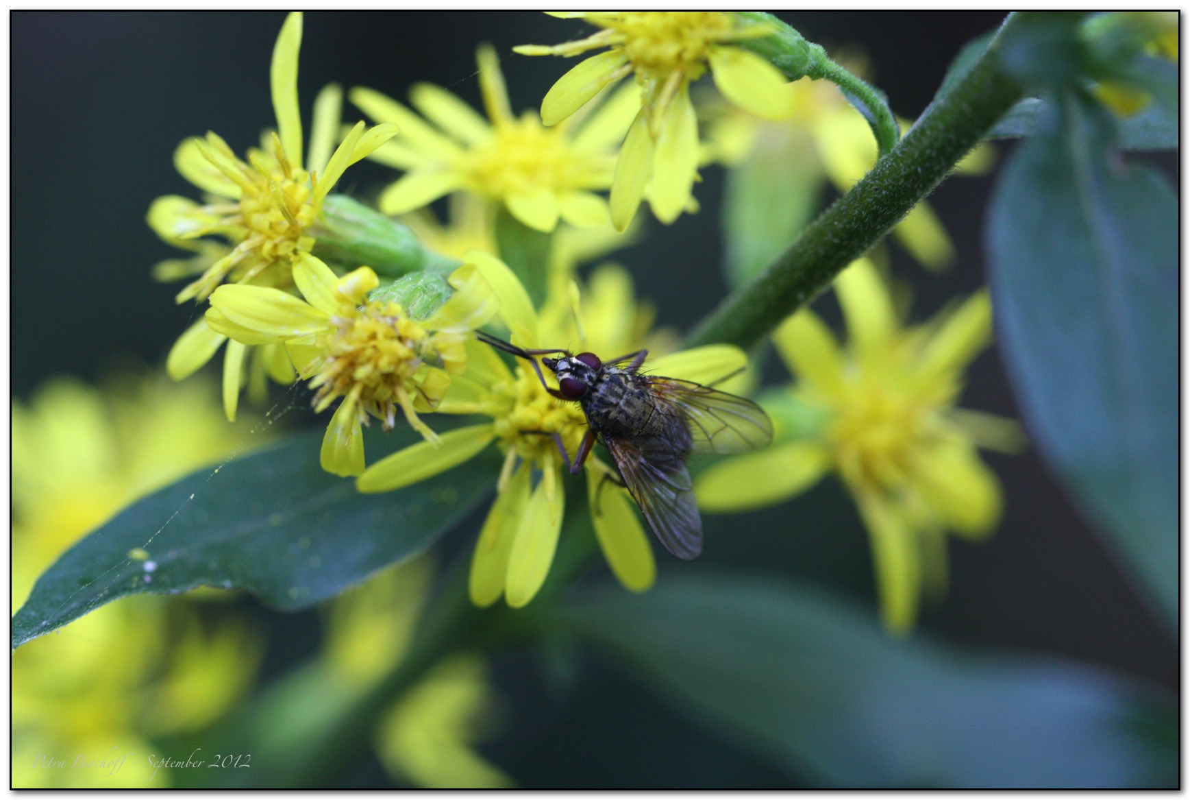 &copy; Petra Bischoff