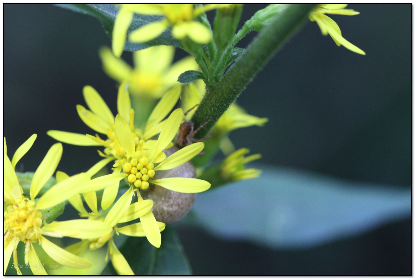 &copy; Petra Bischoff