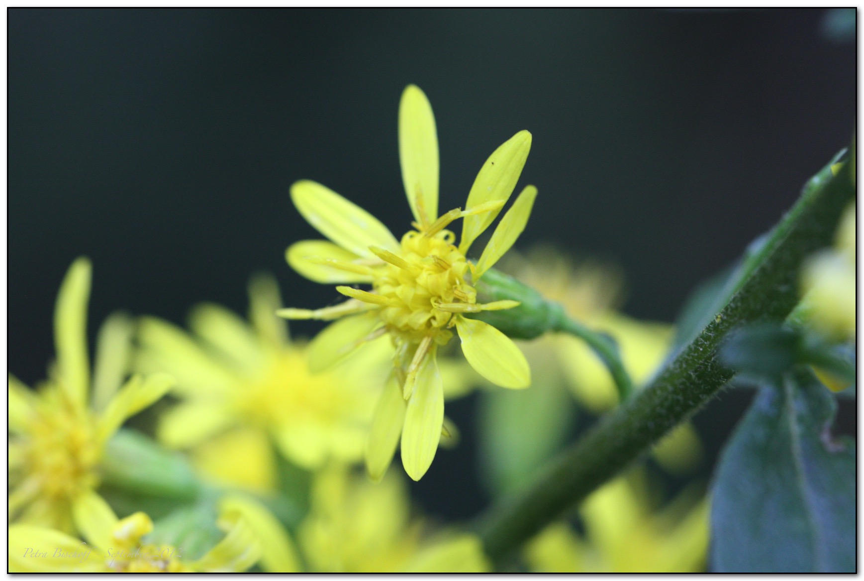 &copy; Petra Bischoff