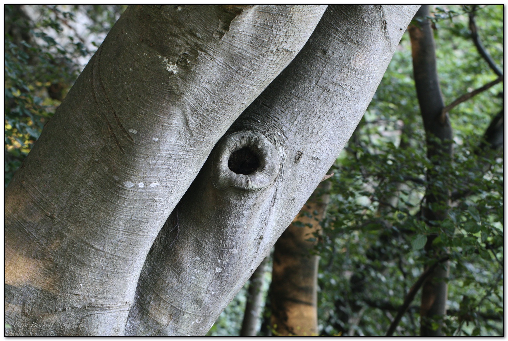 &copy; Petra Bischoff