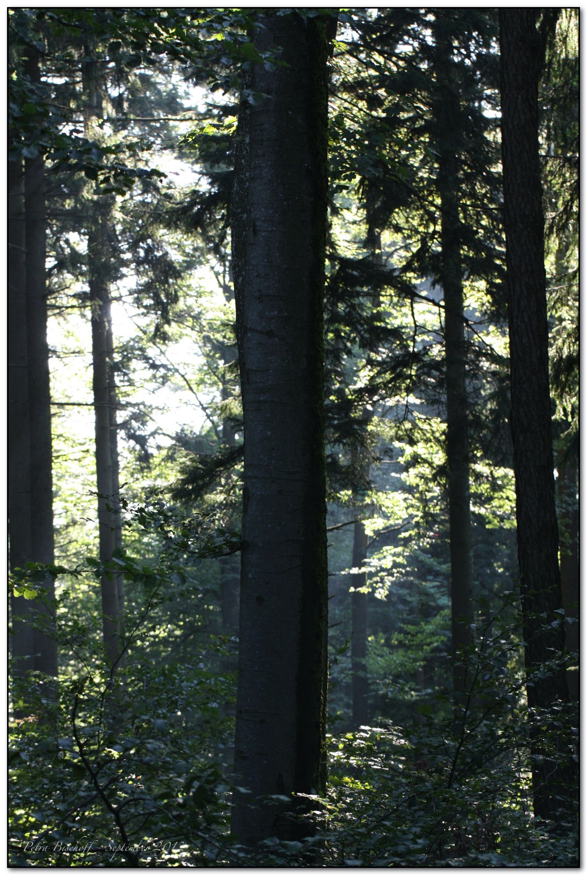 &copy; Petra Bischoff