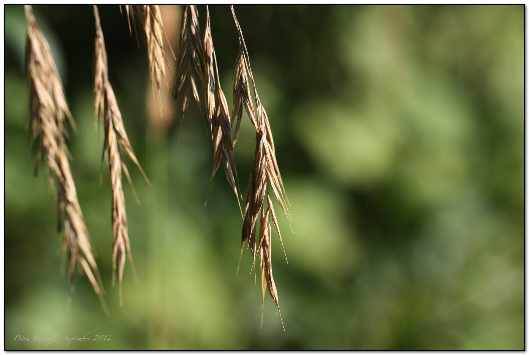 &copy; Petra Bischoff