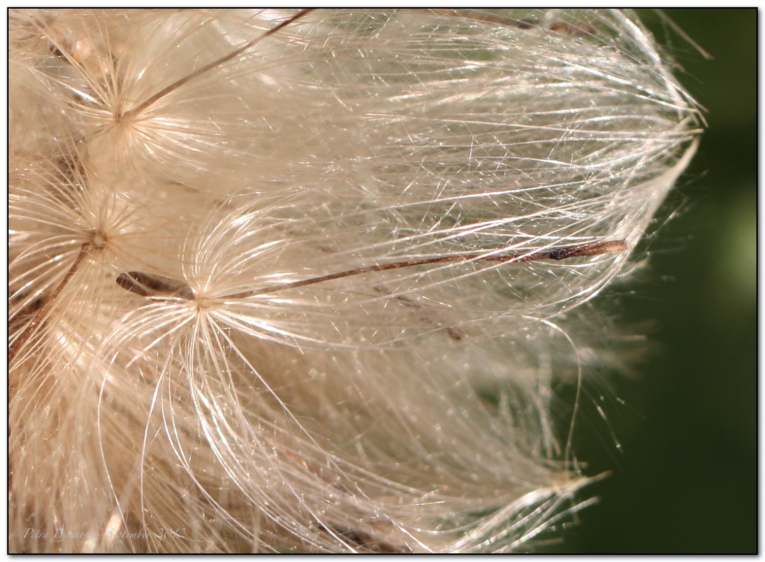 &copy; Petra Bischoff