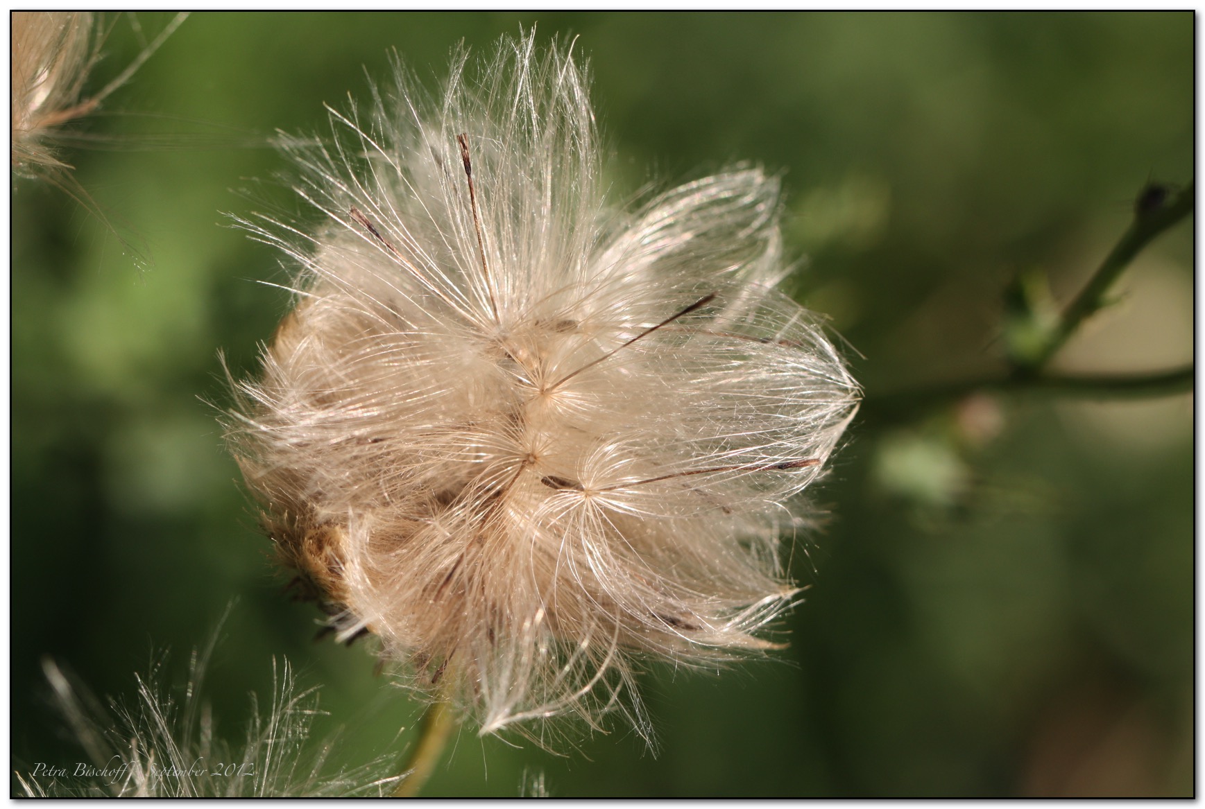 &copy; Petra Bischoff