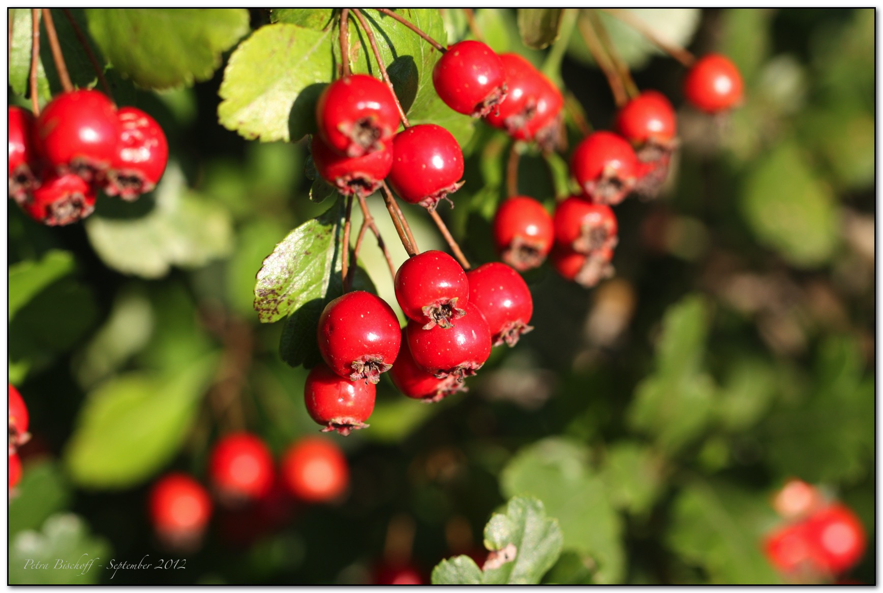 &copy; Petra Bischoff