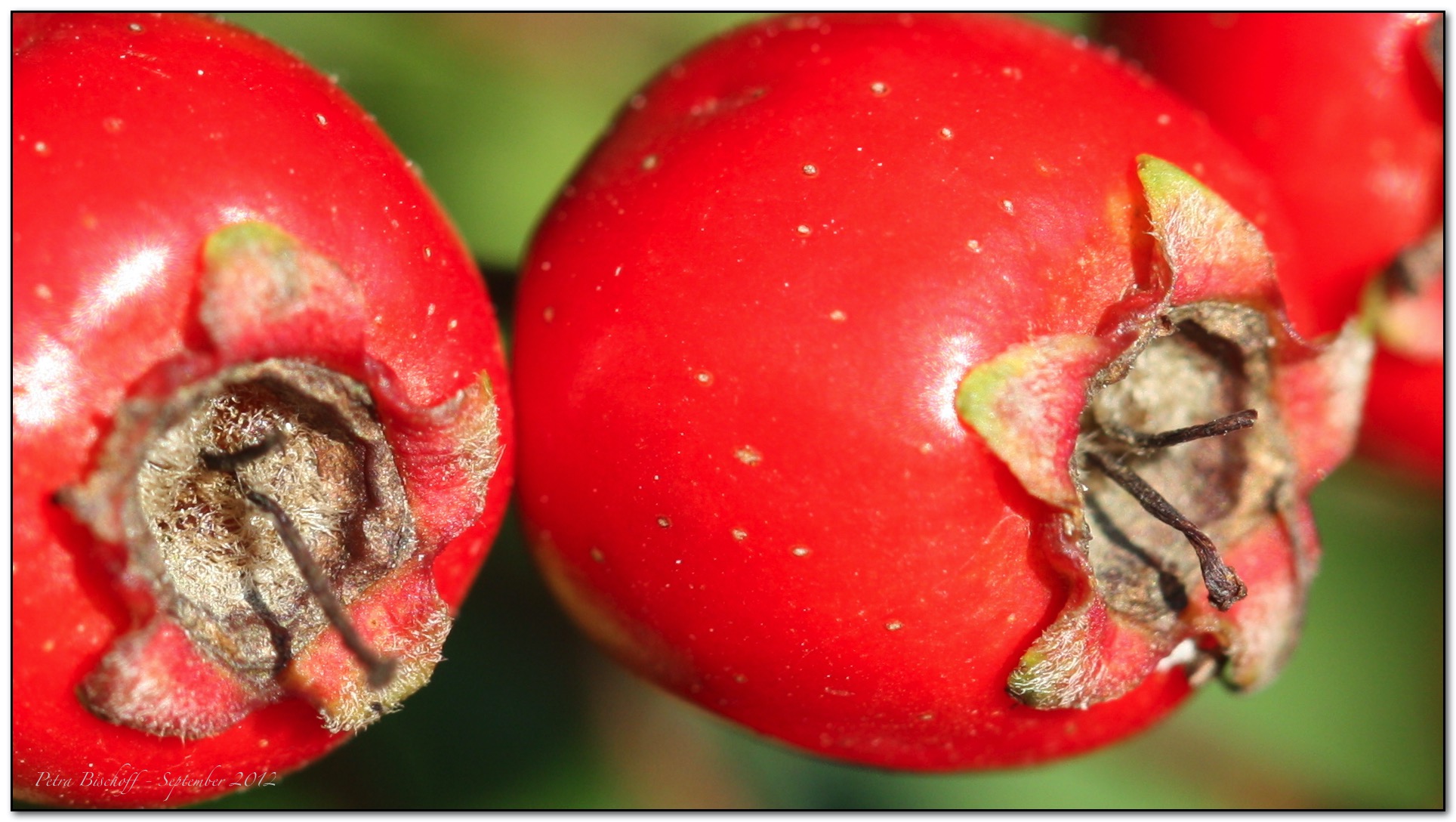 &copy; Petra Bischoff