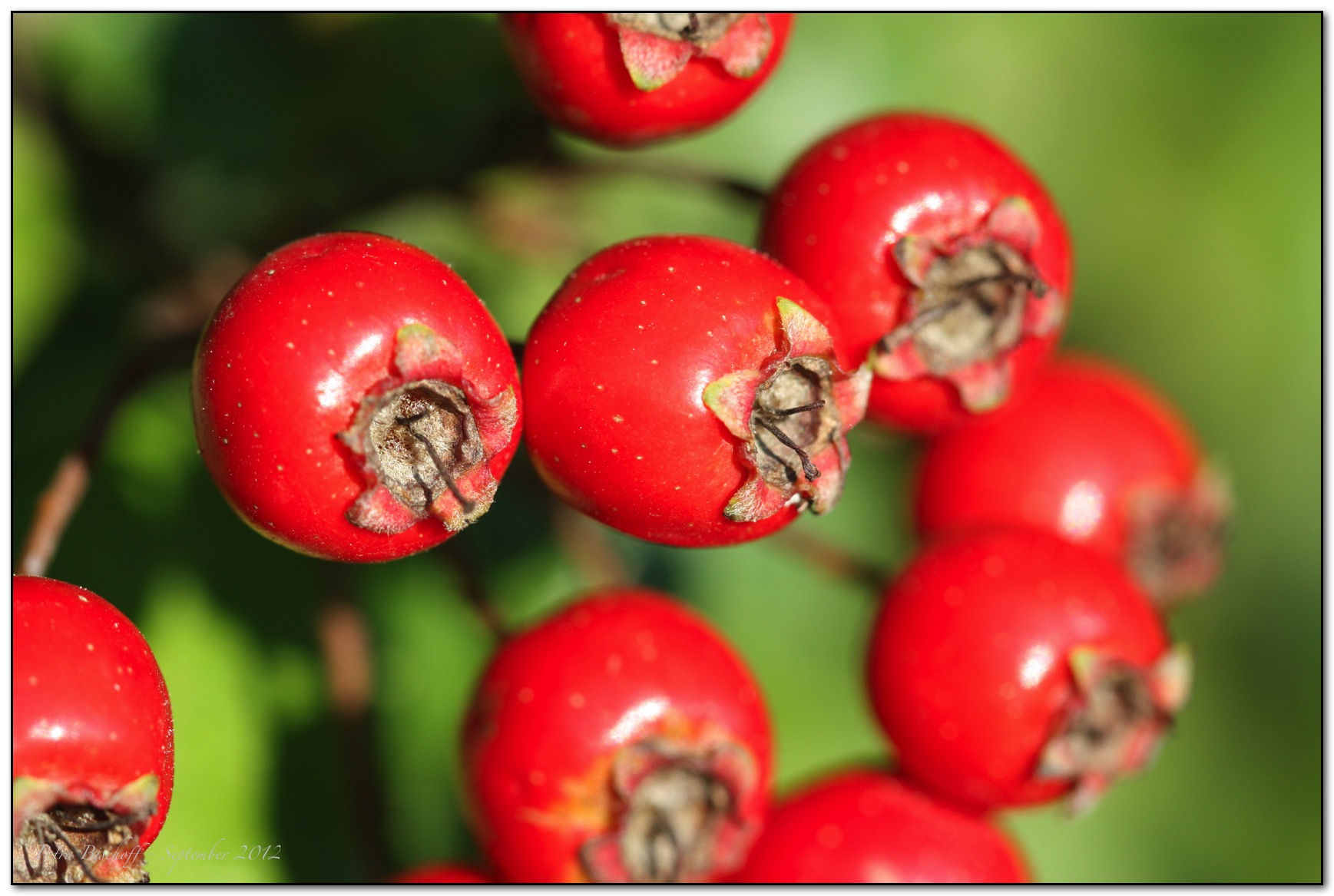 &copy; Petra Bischoff