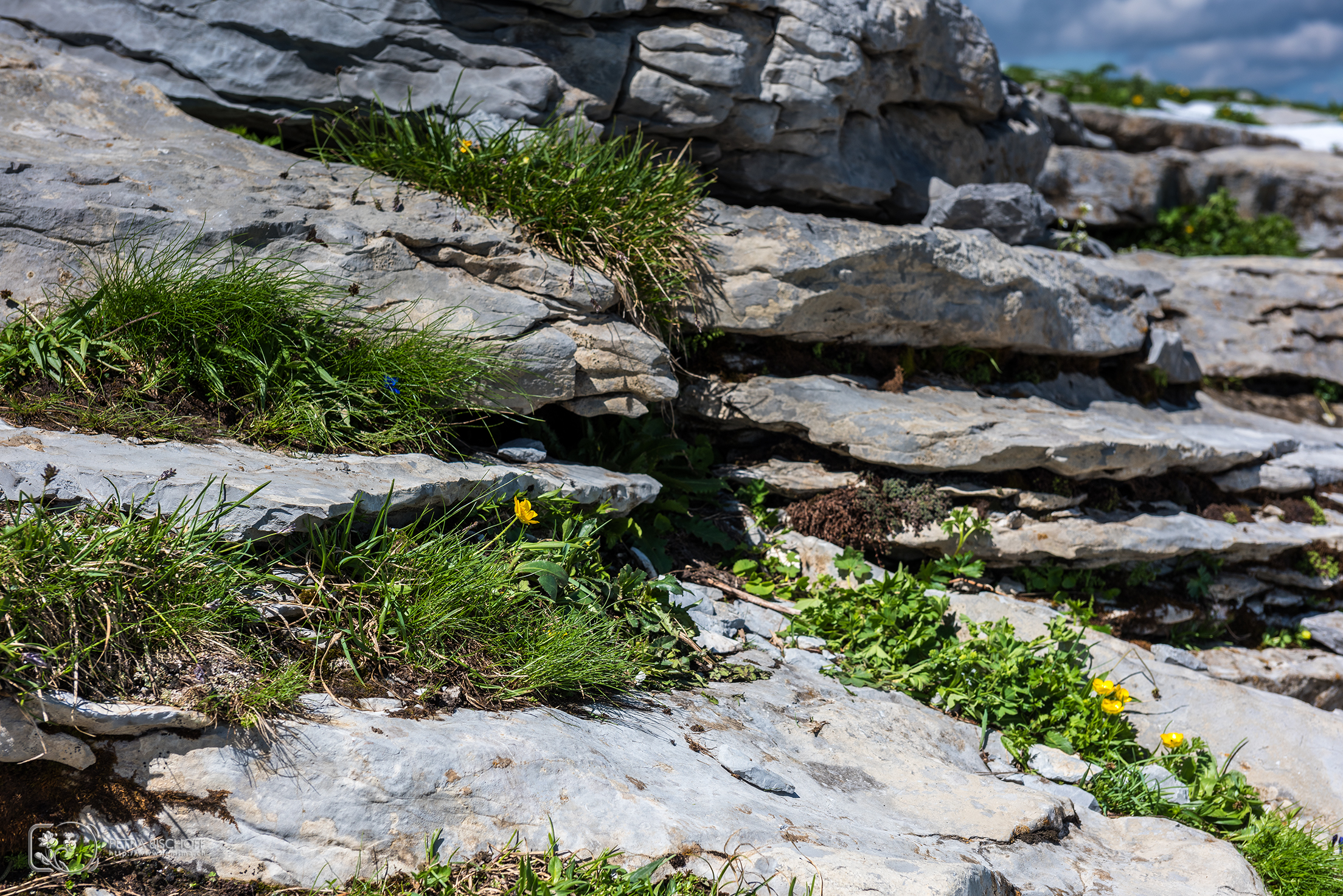 &copy; Petra Bischoff