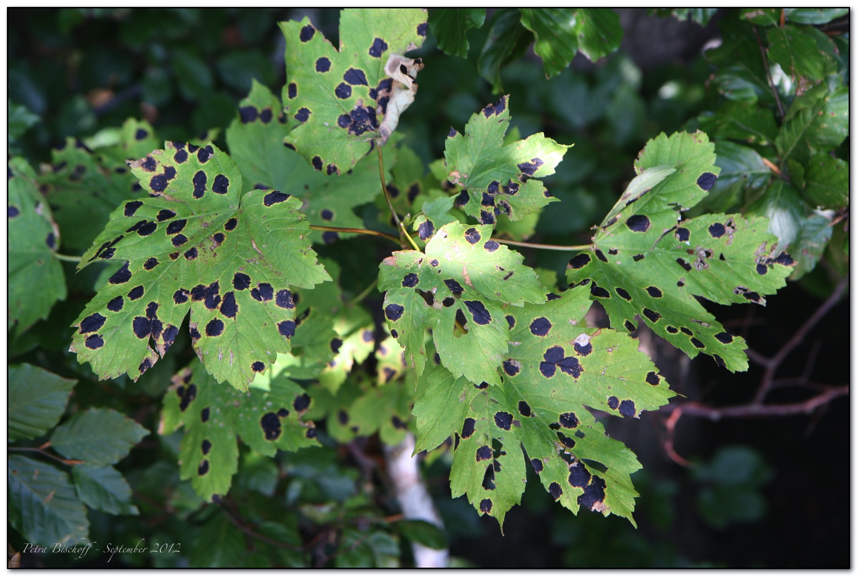 &copy; Petra Bischoff