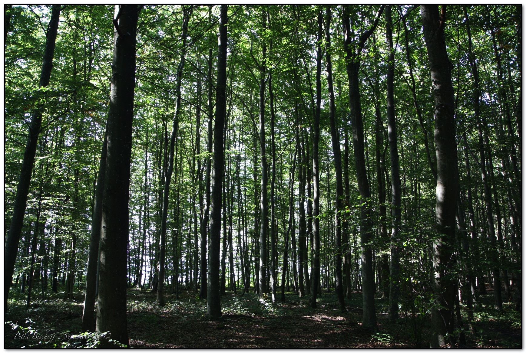 &copy; Petra Bischoff