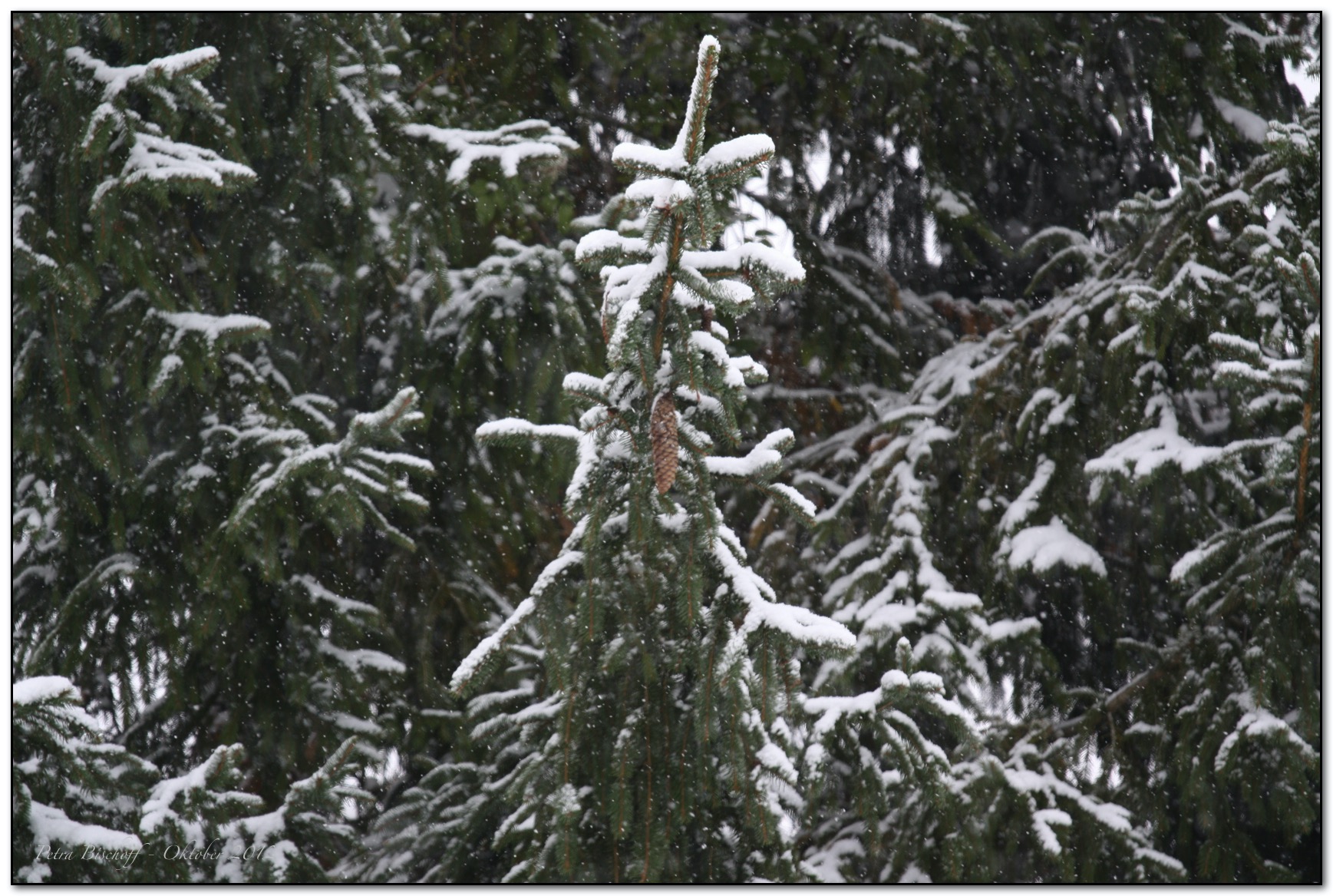 &copy; Petra Bischoff