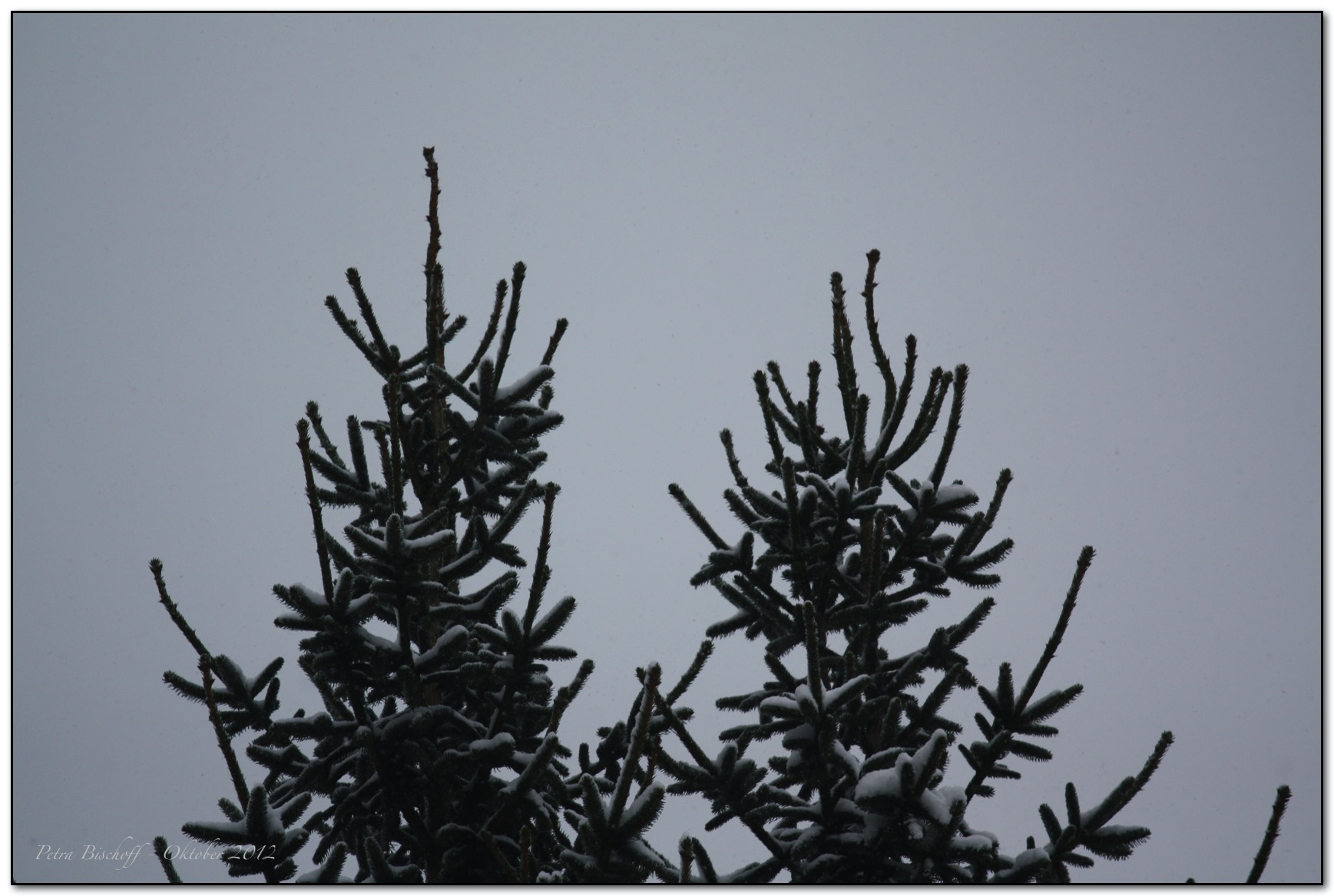 &copy; Petra Bischoff