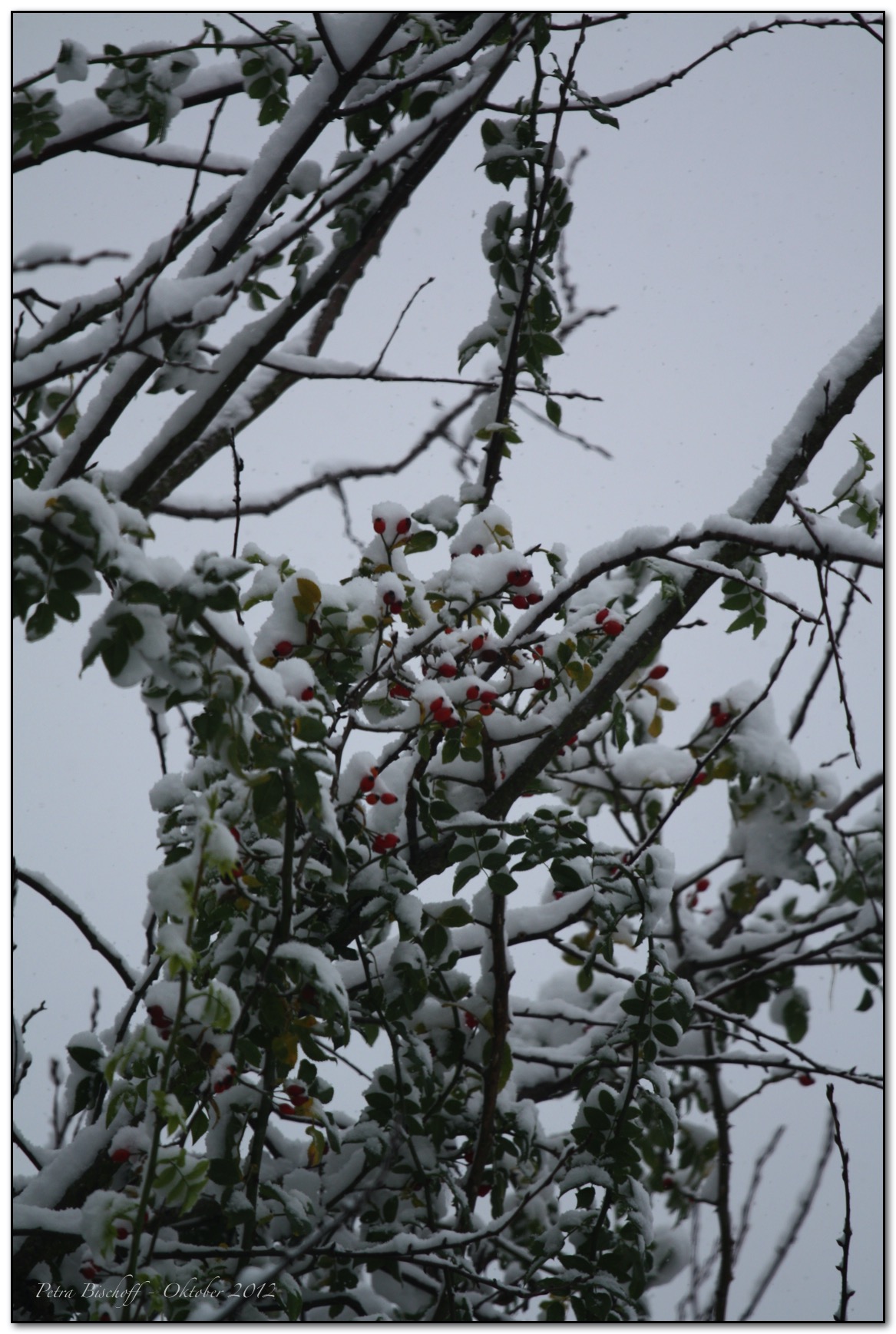 &copy; Petra Bischoff