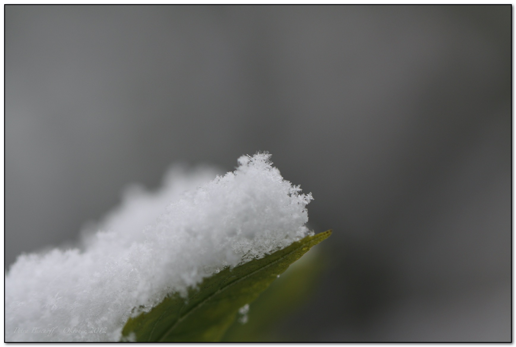 &copy; Petra Bischoff