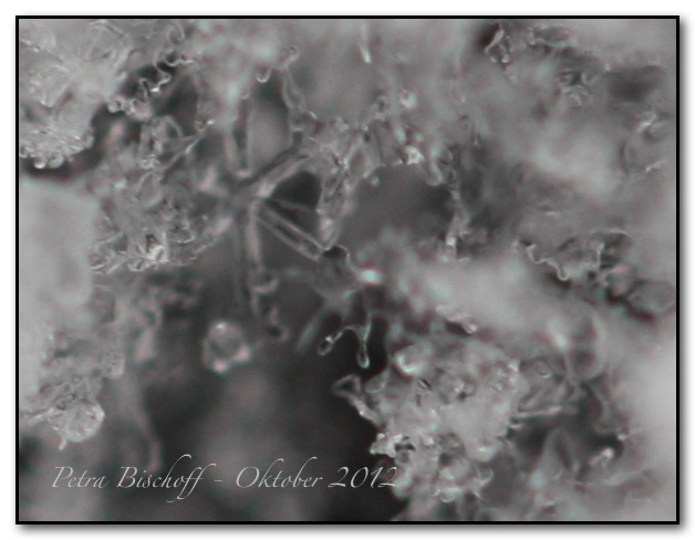 &copy; Petra Bischoff