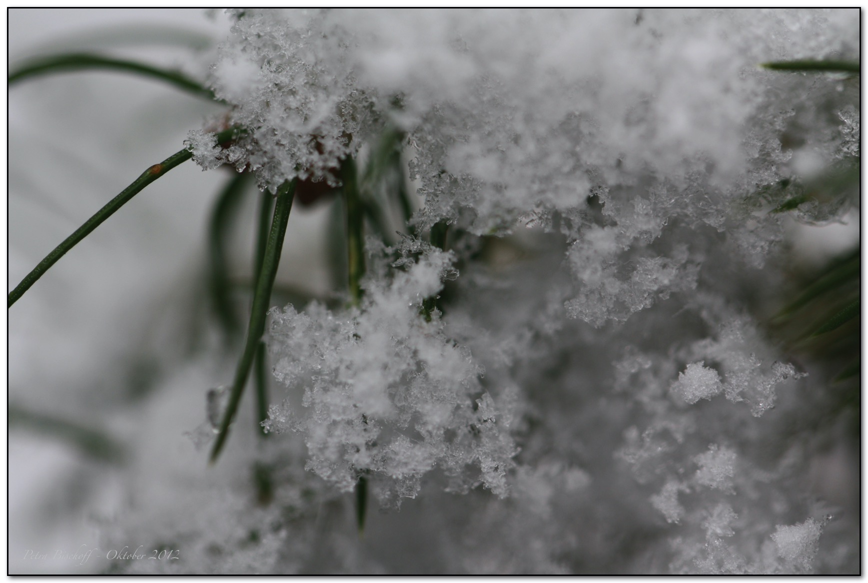 &copy; Petra Bischoff