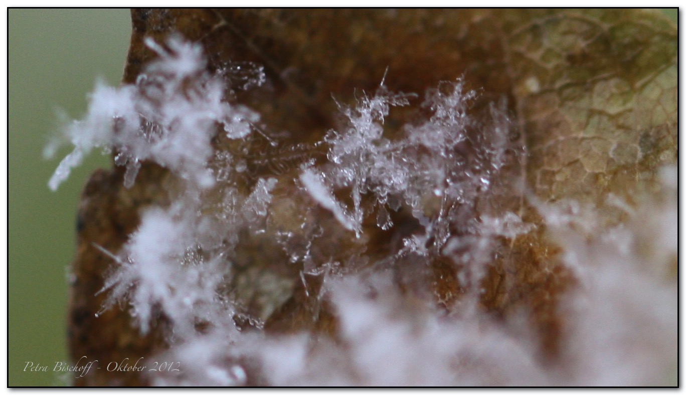 &copy; Petra Bischoff