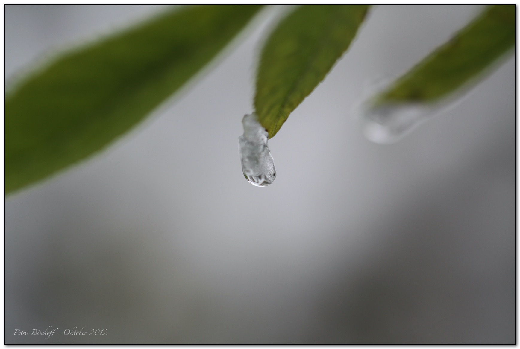 &copy; Petra Bischoff