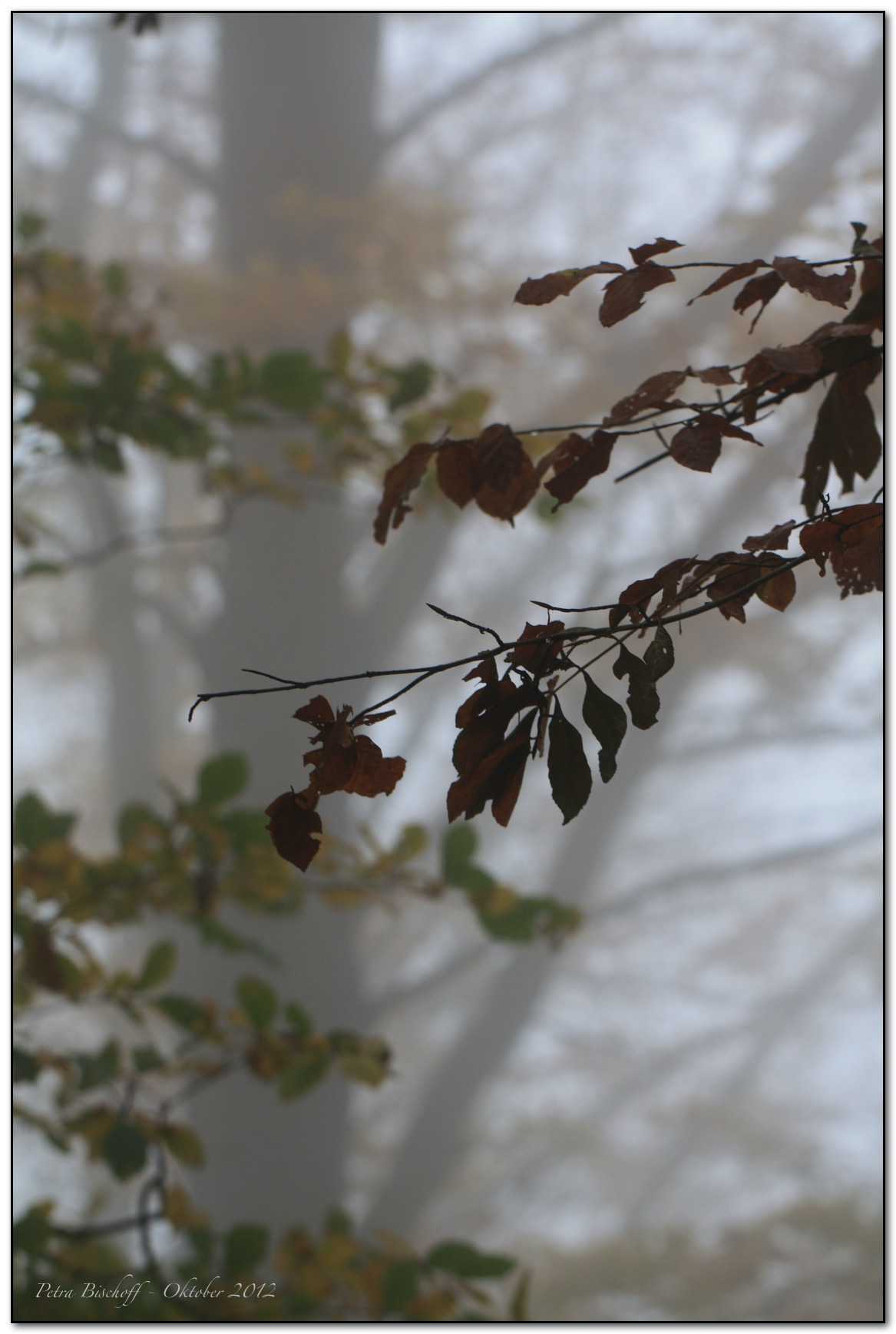 &copy; Petra Bischoff